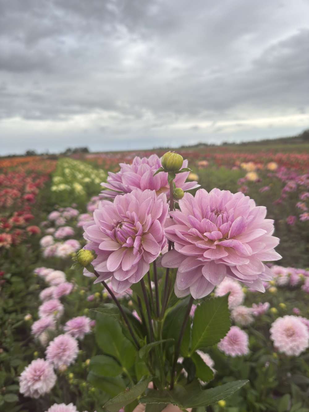 Dahlia 'BV's Frederikke'